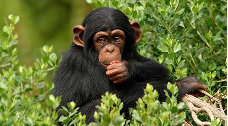 حیواناتی که به زمان مرگ خود آگاهند.