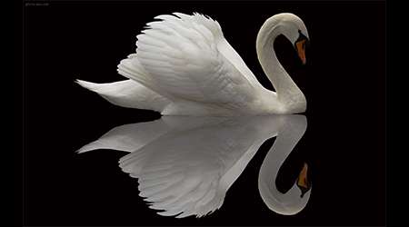 حیواناتی که به زمان مرگ خود آگاهند.