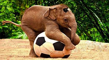 حیواناتی که به زمان مرگ خود آگاهند.