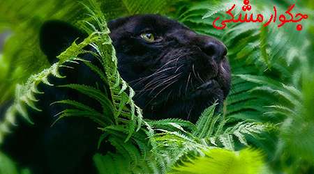 جگوار