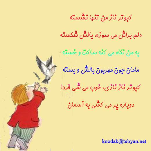 کبوتر من