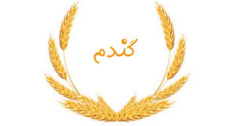 گندم