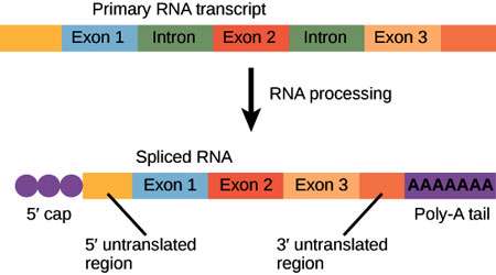 خاموشی rna