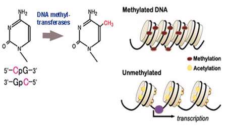 خاموشی rna