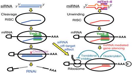 خاموشی rna