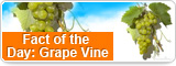 Fact of the Day: Grape Vine