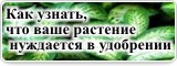 Как узнать, что ваше растение нуждается в удобрении