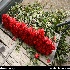 بازار گل تهران