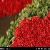 بازار گل تهران