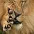 african nature