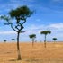 african nature