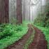 beautiful road