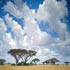 african nature