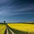 beautiful road