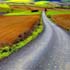 beautiful road