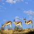 african nature