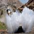 2011 dakar rally