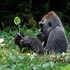 african nature