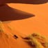 african nature
