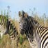 african nature