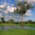 african nature