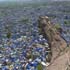 jodhpur, the blue city