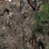 mianeh suspension bridge
