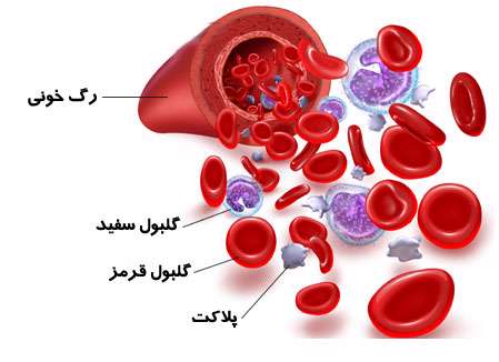 خون انسان در دستگاه گردش مواد 