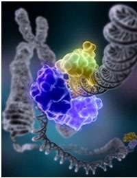 سیستم ترمیمی dna