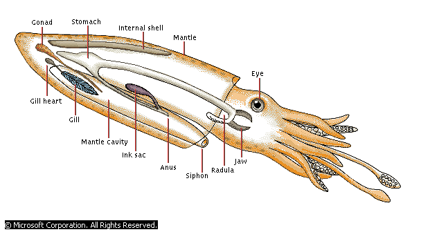 Generalized Anatomy of a Squid